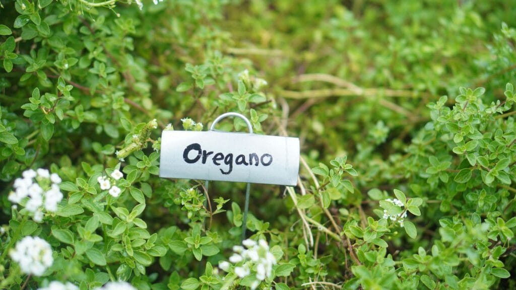 Illustration of 5 Best Easy Herbs to Grow on Your Kitchen Windowsill