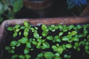 herbs to grow on your kitchen windowsill - Vibrant young basil plants thriving in a terracotta flower pot, showcasing lush gr