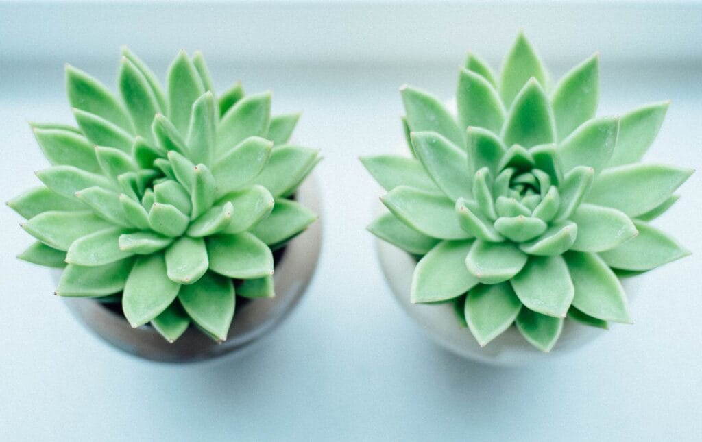 Illustration of 5 Best Minimalist Plants for a Stunning Home Desk in 2026