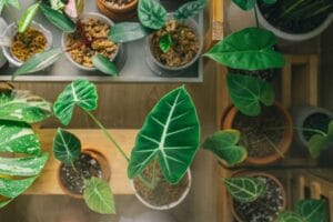 pebble tray - From above of assorted fresh potted green plants with big leaves standing on wooden shelves