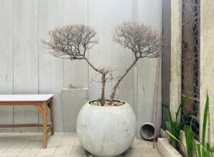 indoor trees - A minimalist concrete patio featuring a large vase with a sparse tree and a wooden table.