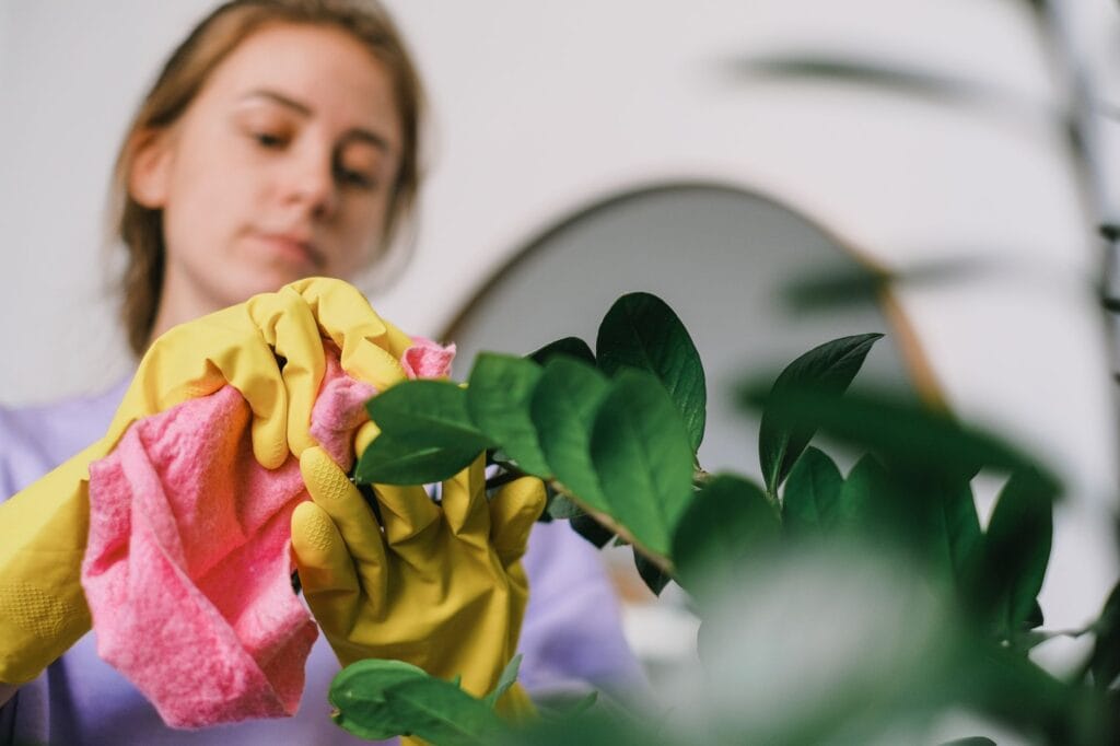 clean leaves illustration for 5 Ultimate Secrets to Clean Plant Leaves Safely