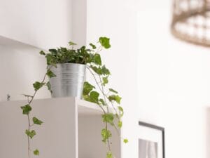 indoor climbing plants - Stainless steel pot with a climbing plant adds a modern touch to indoor decor. Perfect for green int
