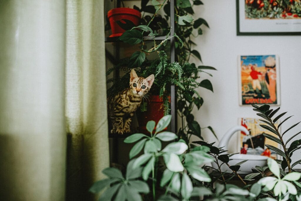 Illustration of 7 Best Pet Safe Indoor Plants for a Stunning Home