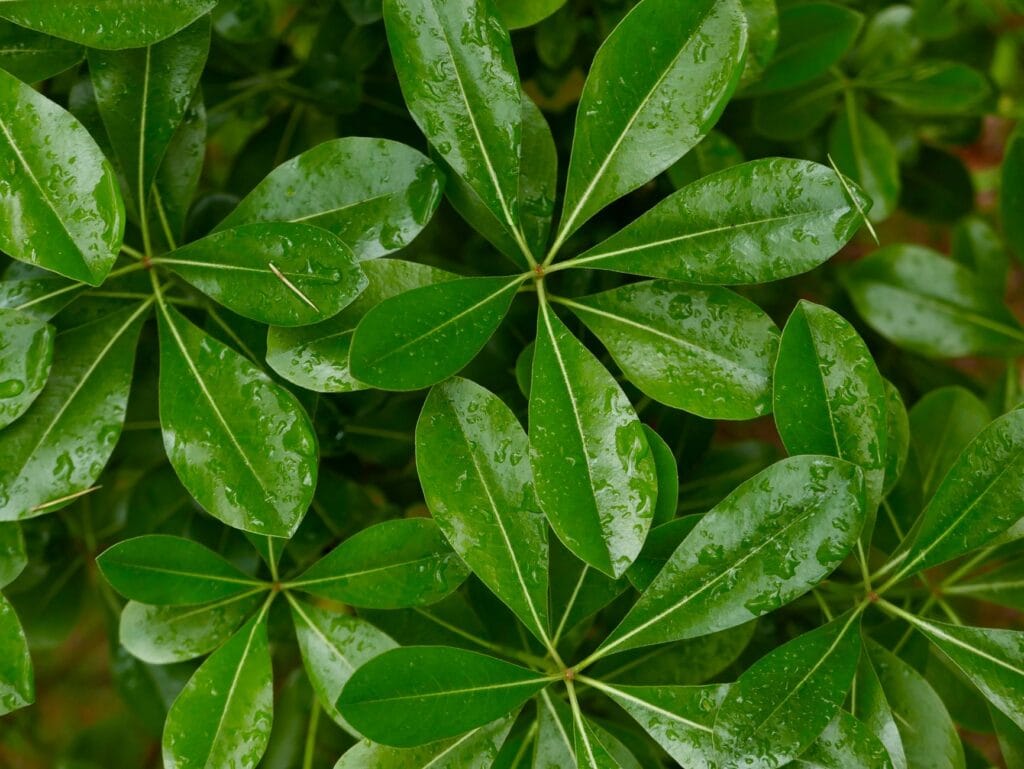 Illustration of 7 Easy Schefflera Umbrella Tree Care Secrets to Thrive