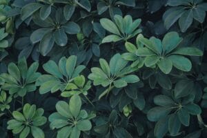 Illustration of 7 Easy Schefflera Umbrella Tree Care Secrets to Thrive