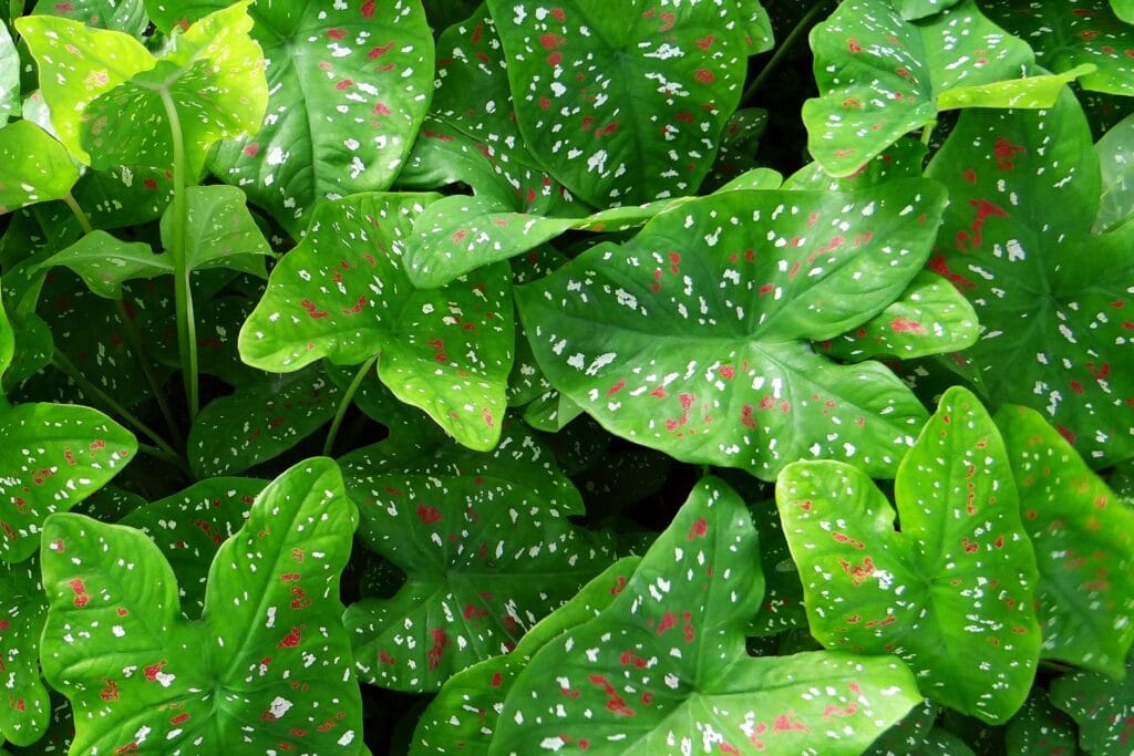 Illustration of 7 Easy Secrets for Growing Stunning Caladiums