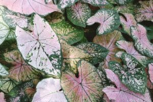 Illustration of 7 Easy Secrets for Growing Stunning Caladiums