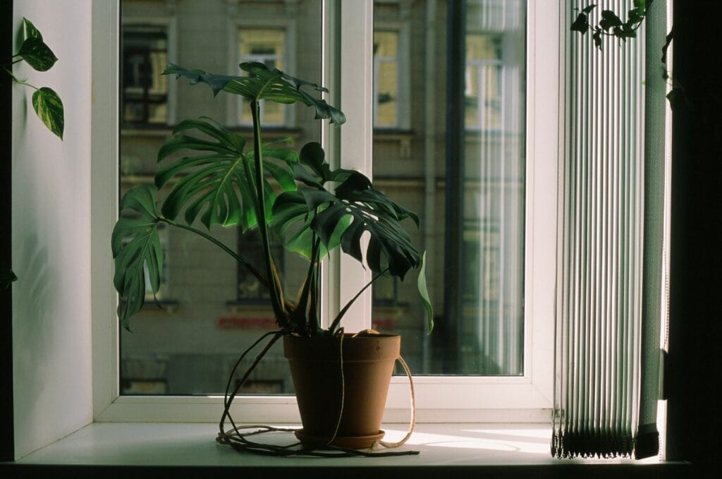 Illustration of 7 Easy Steps to Revive a Dying Houseplant Fast