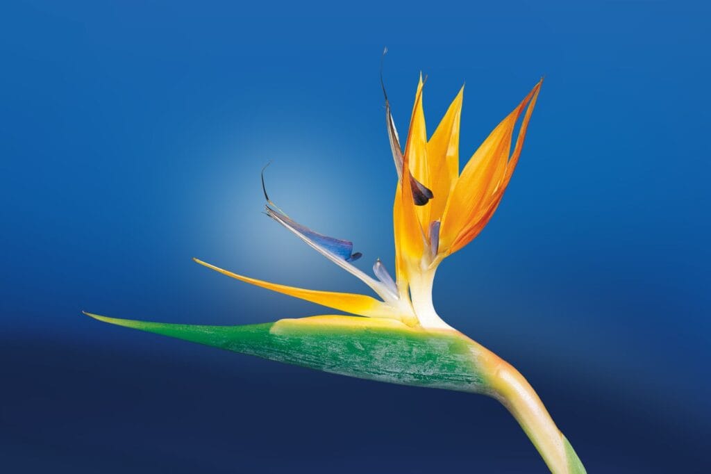Illustration of Care for Bird of Paradise Indoors: 5 Easy Secrets