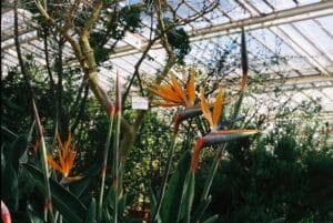 care for bird of paradise indoors - Vibrant Strelitzia reginae flowers bloom in a Munich botanical greenhouse.