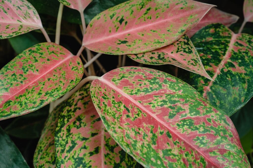 Illustration of Care for Chinese Evergreens: 5 Easy Low Light Secrets