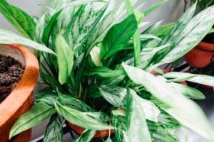care for chinese evergreens - Flourishing potted plant with vibrant green variegated leaves in a terracotta pot, perfect for