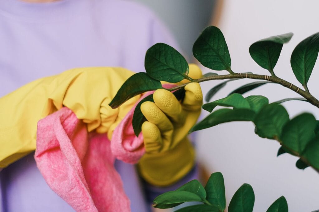 Illustration of Clean Indoor Plant Leaves: 5 Safe & Easy Secrets