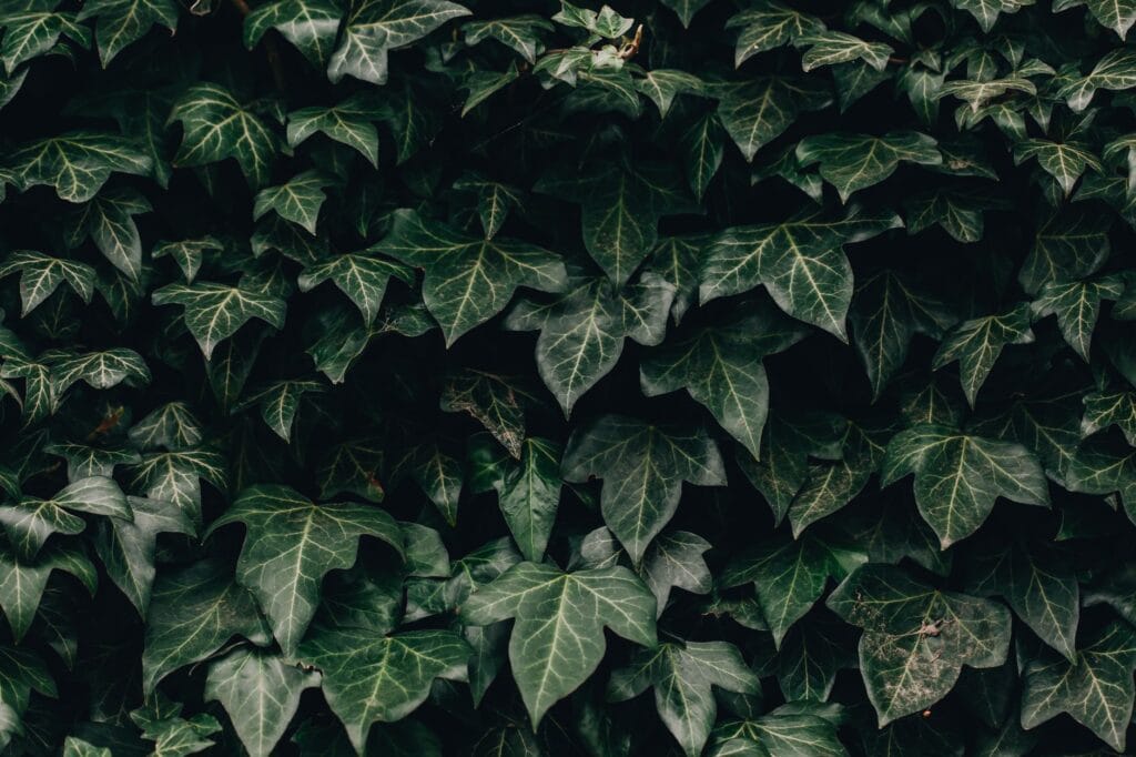 Illustration of English Ivy: 7 Proven Tips to Protect Indoor Walls