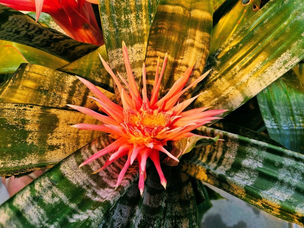 Illustration of Grow Bromeliads: 7 Easy Secrets for Stunning Plants