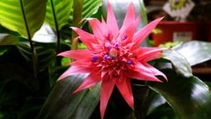 bromeliads - Close-up of a vibrant pink bromeliad flower with lush green leaves in a garden setting, showcasing natural beaut