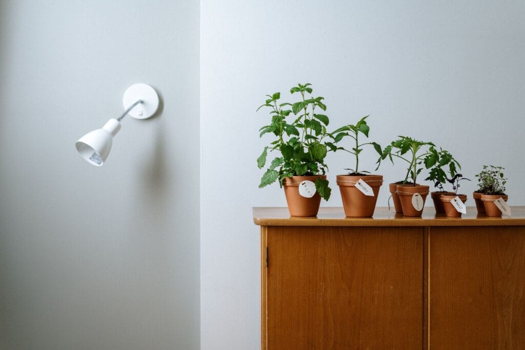 Illustration of Grow Lights for Houseplants: 7 Best Ultimate Tips