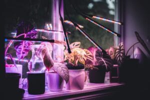 grow lights for houseplants - A colorful display of potted plants illuminated by LED grow lights on a windowsill.