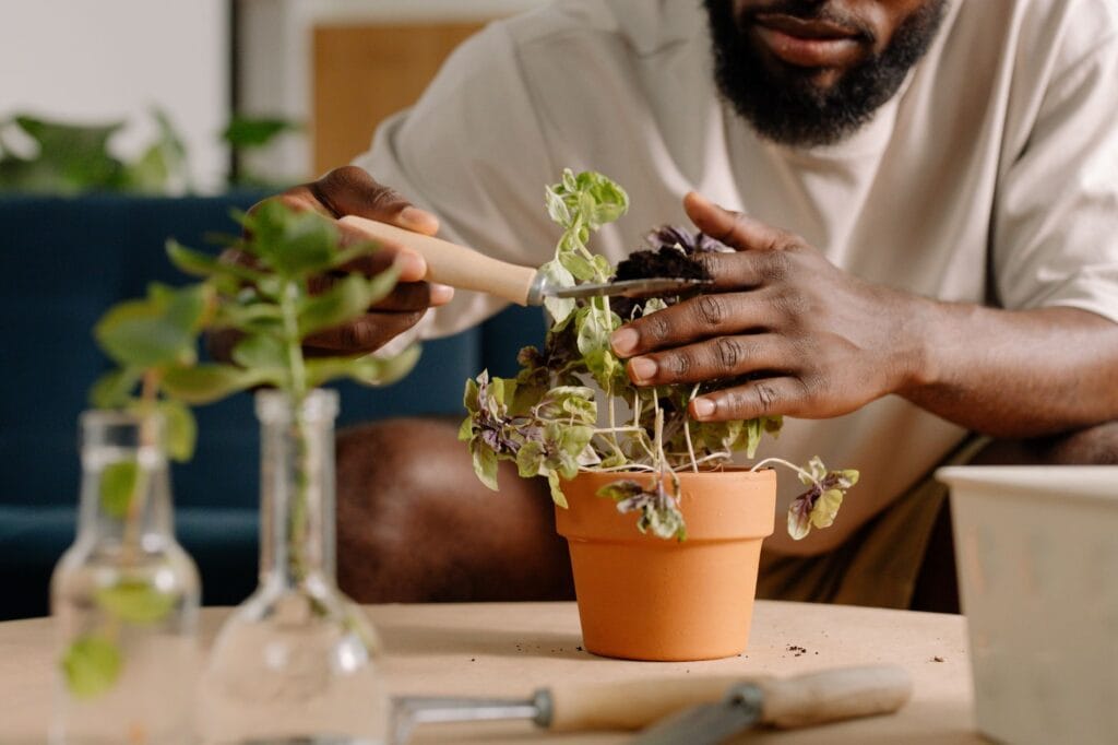 revive plant illustration for How to Revive a Dying Houseplant: 7 Easy Steps