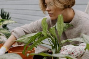 revive plant - A woman in a cozy sweater nurturing houseplants in an indoor garden setting.