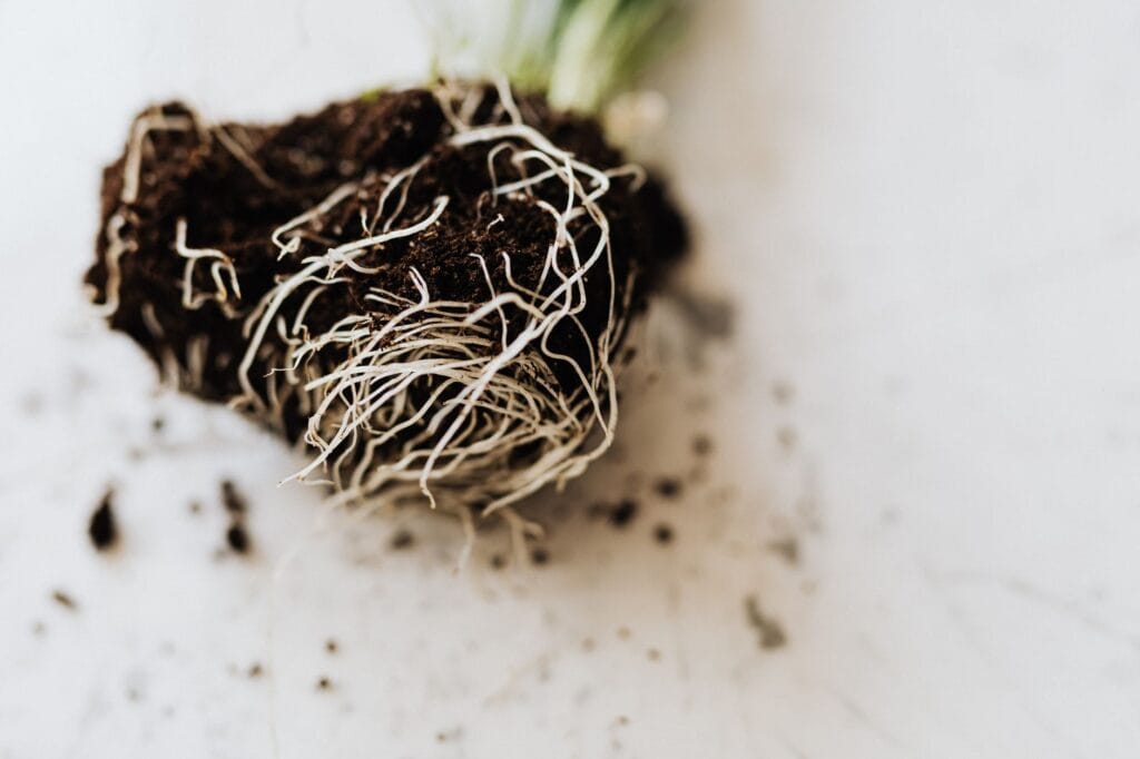 Illustration of Hydrogen Peroxide: 3 Easy Steps for Root Rot Cure