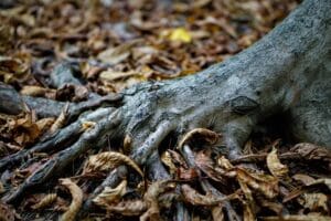 hydrogen peroxide - Detailed shot of tree roots intertwined with dried autumn leaves, showcasing nature's textures.