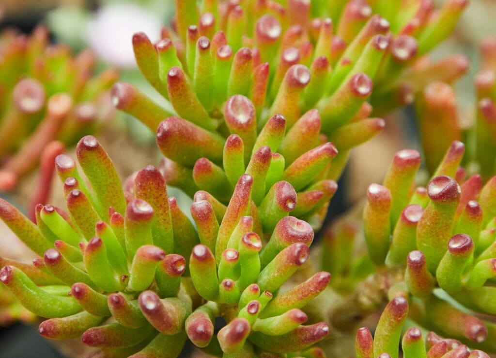 Illustration of Jade Plant Care: 7 Easy Secrets to Thrive in 2026