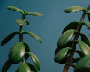 jade plant - Crassula plant with green stems and leaves growing on blue background in light place