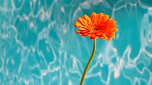 keeping fresh cut flowers alive - Bright orange gerbera daisy against a textured blue background, creating a vivid contrast.
