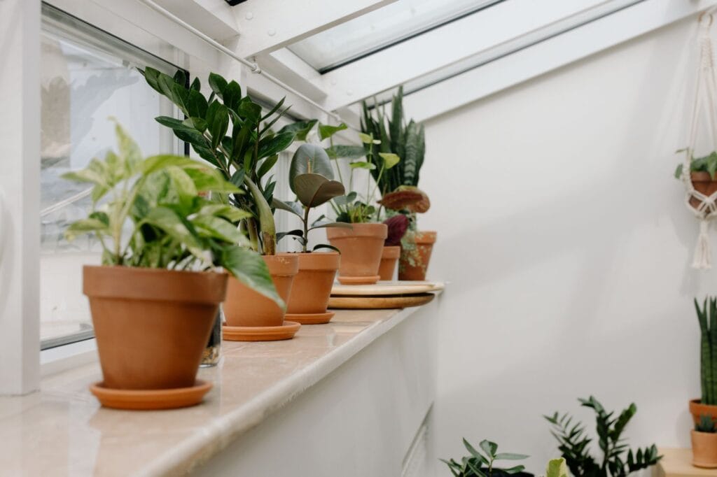 Illustration of Light Starvation in Houseplants: 5 Secrets to Save Them