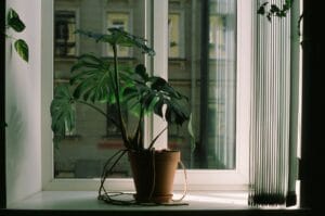 light starvation in houseplants - Lush monstera plant by a window, casting soft shadows indoors.
