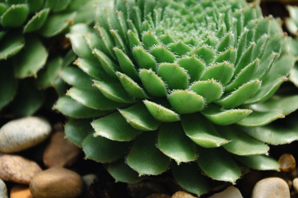 Illustration of Low-Water Plants: 5 Ultimate Easy Picks for Busy Homes