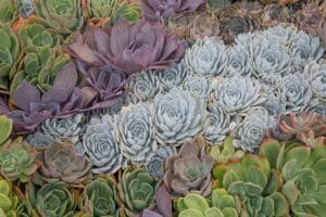 low-water plants - Colorful and detailed close-up of various succulents, showcasing their unique shapes and vibrant hues.