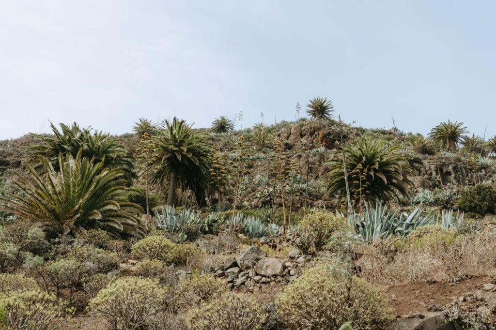 Illustration of Ponytail Palm Care: 7 Easy Secrets to Avoid Overwatering