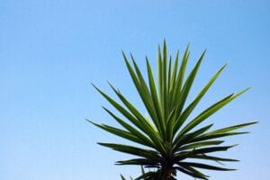 ponytail palm - Close-up of sharp green palm leaves silhouetted against a clear blue summer sky.
