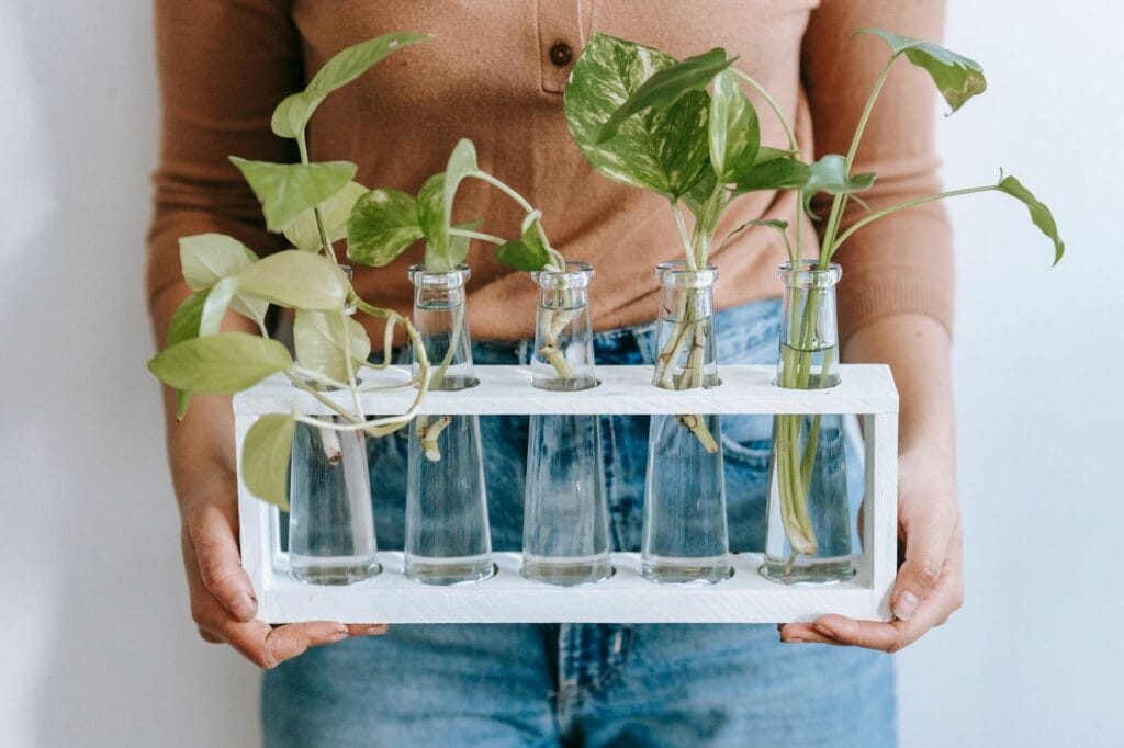 Illustration of Propagate Monsteras: 7 Easy Steps for Ultimate Success