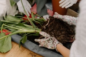 propagate monsteras - Hands working with soil and roots while repotting a houseplant indoors.
