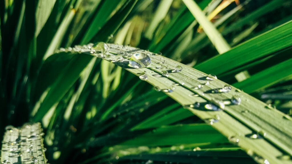 Illustration of Using Rainwater for Sensitive Indoor Plants: 7 Best Secrets